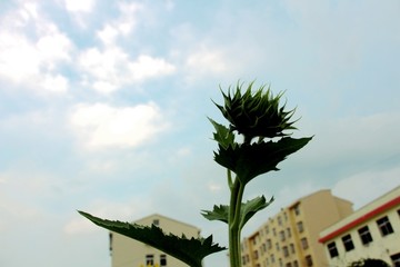 校园夏日向日葵