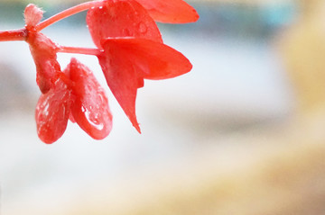 雨中花朵