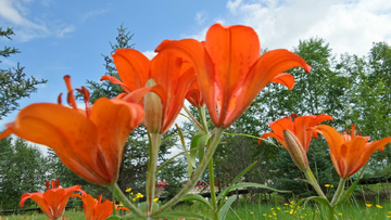 野百合花