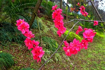 桃花红色花朵