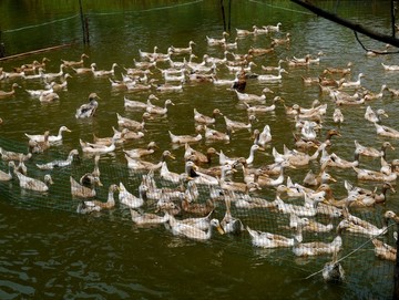 池塘养鸭