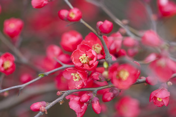 海棠花