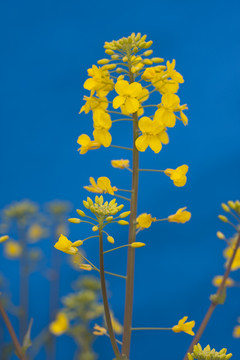 油菜花