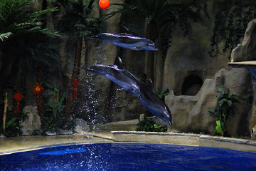 海豚表演水族馆