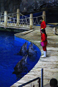 海豚表演水族馆