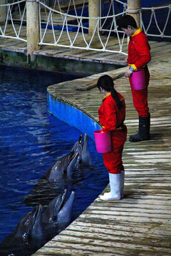 海豚表演水族馆