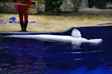 水族馆海豚