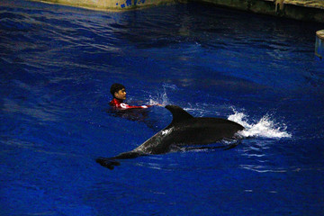 水族馆海豚