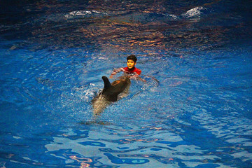 水族馆海豚