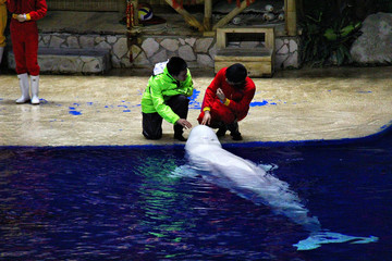 水族馆海豚表演