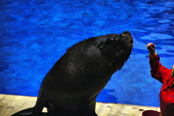 水族馆海狮表演