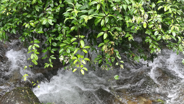 山泉水