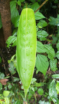 野生棕叶