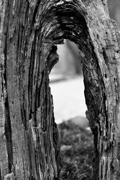 沧桑枯木树干古树裂缝褶皱
