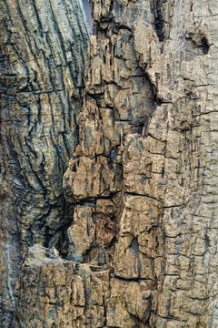 沧桑枯木树干古树裂缝裂纹