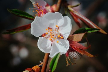 春天白碧桃山桃花白花