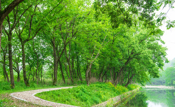 绿树林小路