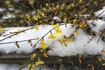 雪中迎春花