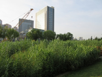 郑东新区湿地公园