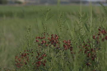 苦马豆草