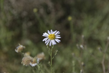 野菊花