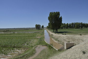 黄河水灌溉农田