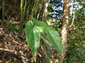 野生淫羊藿