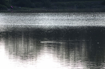 湖面的水鸟