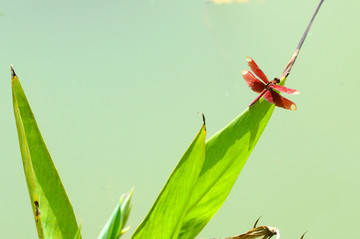 绿叶上的红蜻蜓