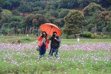 花海拍照的夫妻