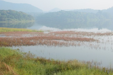 湿地风光