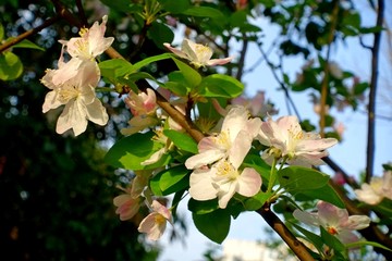 树上樱花特写