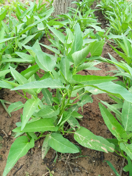 葛菜 植物