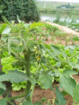 植物  西红柿