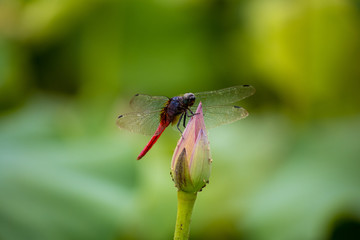 蜻蜓玉立