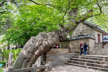 崂山太清宫古树