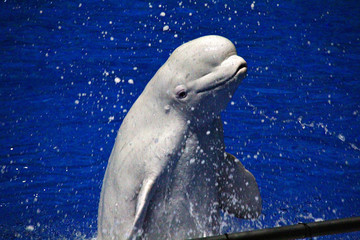 北京海洋馆水族馆海豚表演