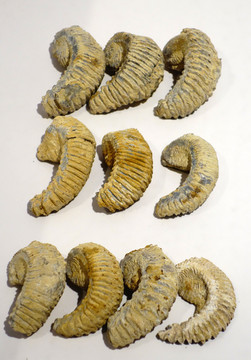 肥牡蛎化石