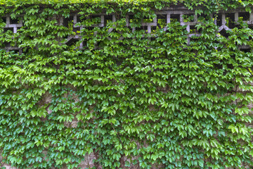爬山虎绿色植物墙