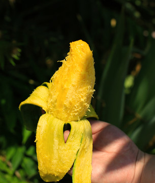 桂七芒果