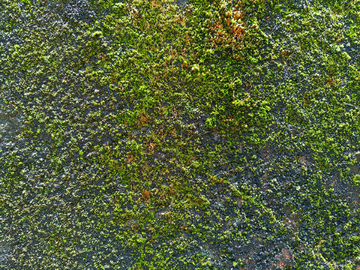 生苔藓的老墙