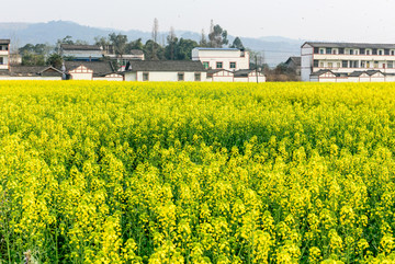 油菜花