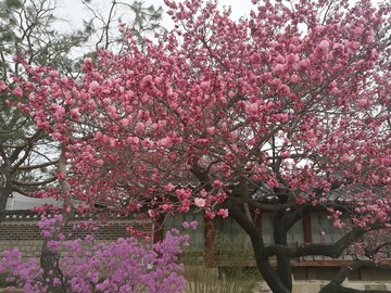 昌德宫梅花