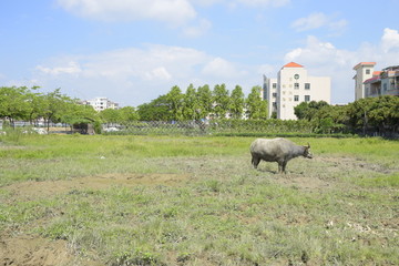 田园风光