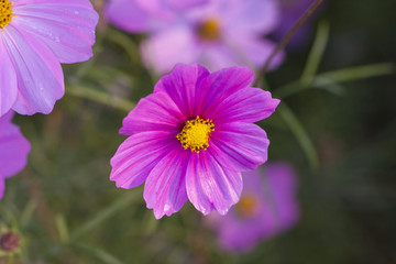 格桑花