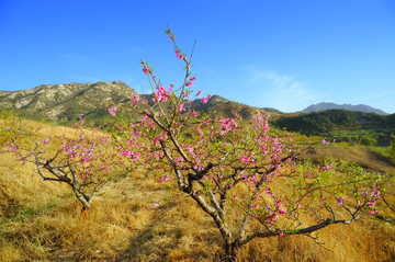 桃花林