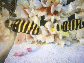 熱帶魚