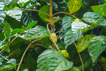 努美阿热带植物