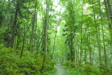 张家界山水风景树林森林