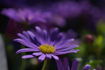 花朵